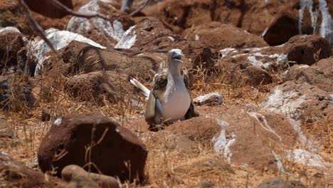 A-Blue-footed-booby-bird-tries-to-cool-down-by-vibrating-its-throat-in-the-hot-sun-on-North-Seymour-Island,-near-Santa-Cruz-in-the-Galapagos-Islands