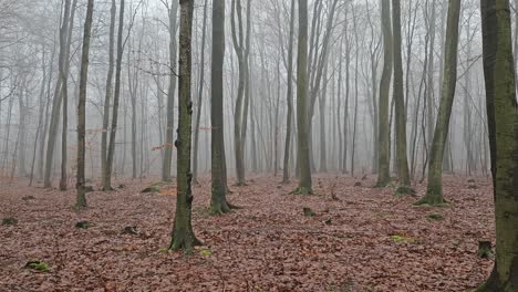 Misty,-mysterious-beech-forest