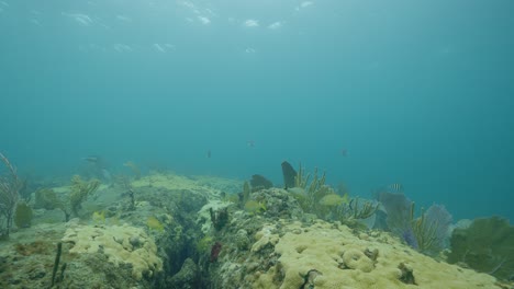 Korallenriffboden-Mit-Einigen-Fischen,-Die-Durch-Den-Meeresboden-Schwimmen-Und-Sich-In-Der-Strömung-Wiegen