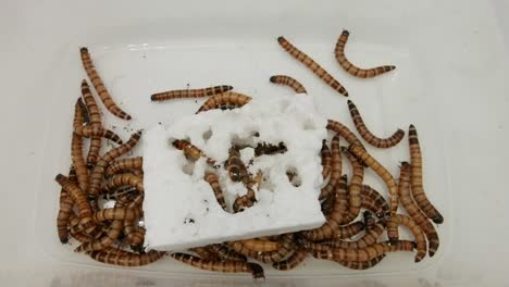 Giant-Mealworms,-or-Morios-feeding-on-polystyrene.-UK