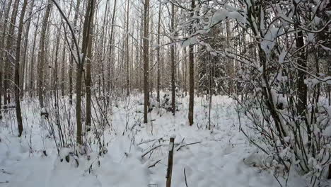 Nieve-Profunda-Que-Cubre-Un-Bosque-Helado,-Paraíso-Invernal