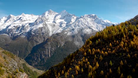 Aerial-view-of-a-forest-with-yellow-larches-in-the-Valais-region-of-Swiss-Alp-at-the-peak-of-golden-autumn-with-a-view-of-Nadelhorn,-Dom-and-Taschhorn-mountain-peaks-in-the-distance
