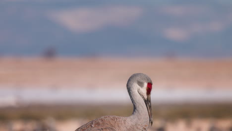 Single-Sandhill-Crane-profile-shot-with-snowy-mountains-in-background