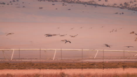 Group-of-Sandhill-Cranes-flying-over-a-snowy-farm-field-in-slow-motion
