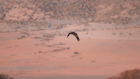 Grúa-Solista-Volando-Sobre-Una-Cordillera-Nevada-Al-Amanecer-En-Cámara-Lenta