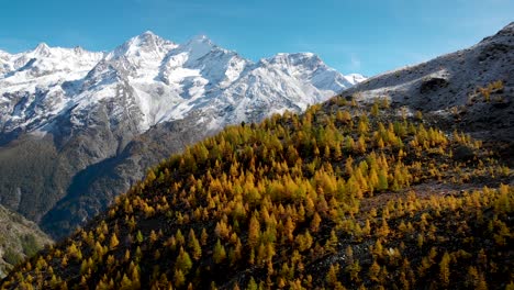 Aerial-flyover-over-a-forest-with-yellow-larches-in-the-Valais-region-of-Swiss-Alp-at-the-peak-of-golden-autumn-with-a-view-of-snow-capped-Nadelhorn,-Dom-and-Taschhorn-in-the-distance