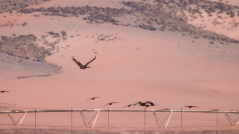 Sandhill-Crane-flying-over-snowy-farmland-with-mountain-range-in-background-slow-motion