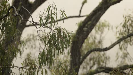 Australisches-Einheimisches-Buschland-In-Lamington,-Malerischer-Rand-Unter-Leichtem-Regen-Und-Wind