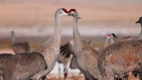Two-Sandhill-Cranes-profile-shot-with-snowy-field-in-background-slow-motion