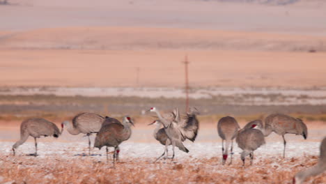 Sandhill-Crane-migration-landing-in-field-with-other-cranes