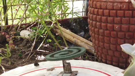 Slow-Motion-Mosquito-Coil-Spiral-Smoking-Waves-in-Vintage-Plate-Green-Garden-with-Plants-and-Pots