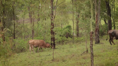 Cattle-eating-grass-in-the-Australian-bush-under-gentle-rain-with-soft-light