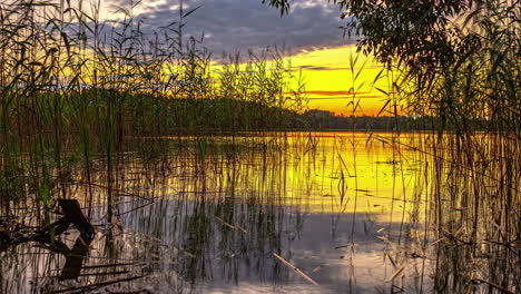 Swamp-grass-along-the-shore-of-a-pond-during-a-golden-sunrise---people-with-a-kayak-time-lapse