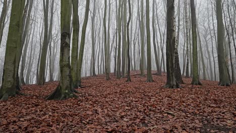 Beech-hills-with-lots-of-fallen-leaves
