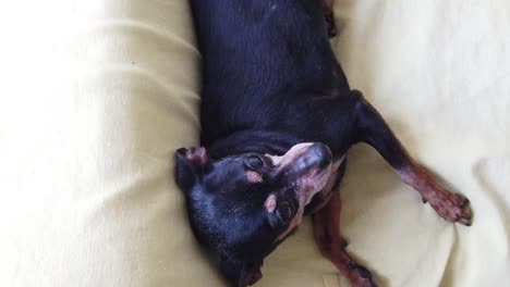 Happy-Miniature-Dog-Mini-tiny-Pinscher-Pin-Lays-Down-at-Cute-Sofa-in-Slow-Motion