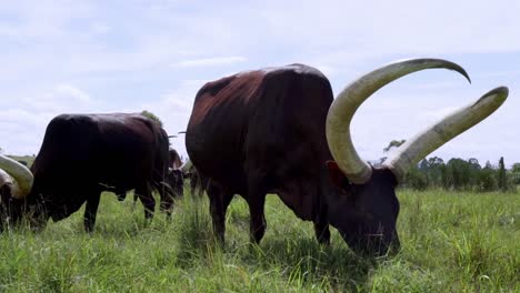 Ankole-Watusi-Longhorn-Cattle-Grazing-In-The-Field-In-Uganda
