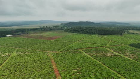 Drone-aerial-landscape-view-crop-yerba-mate-plantation-on-sustainable-farmland-agriculture-field-Santa-María-Misiones-Catamarca-Argentina-South-America