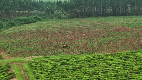 Drone-aerial-scenic-pan-of-farmer-on-tractor-tending-to-yerba-mate-crops-plantation-tourism-farmland-agriculture-Santa-María-Misiones-Argentina-South-America