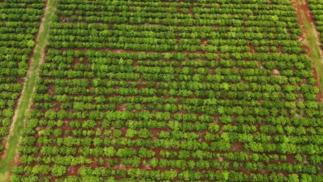 Aerial-view-of-crop-plantations-growing-trees-on-yerba-mate-land-agriculture-sustainability-environment-Santa-María-Misiones-Argentina-South-America