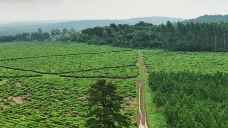 Drone-aerial-scenic-pan-over-cultivation-yerba-mate-plantation-field-with-trees-agriculture-industry-tourism-sustainable-farming-Santa-María-Misiones-Argentina-South-America