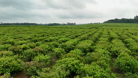 Drone-aerial-pan-across-yerba-mate-plantation-crops-sustainable-farming-agriculture-industry-Santa-María-Misiones-Argentina-South-America-4K