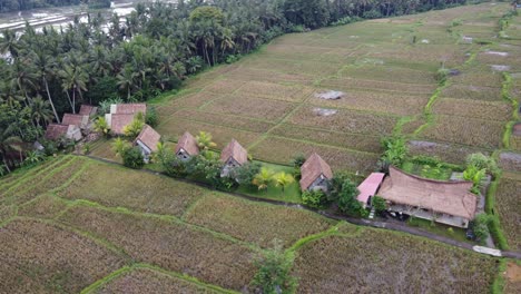 Thatched-Hut-bungalows-amid-rice-fields-and-rural-vibe-in-Bali,-Aerial