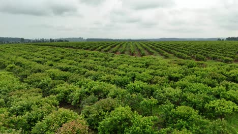 Drone-aerial-landscape-shot-of-yerba-mate-plantation-crops-agriculture-industry-tourism-organic-faming-Santa-María-Misiones-Argentina-South-America