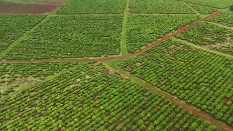 Drone-aerial-pan-over-landscape-view-sustainable-farmland-cultivation-yerba-mate-crops-on-farm-land-agriculture-industry-Santa-María-Misiones-Argentina-South-America