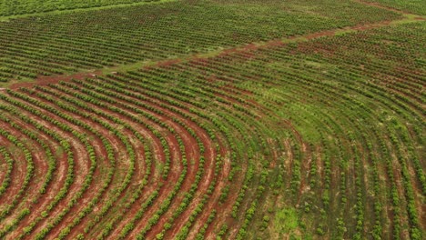 Drone-Vista-Aérea-Del-Paisaje-A-Través-De-Cultivos-Plantación-De-Yerba-Mate-Vegetación-Agricultura-Sostenible-Tierra-Agricultura-Santa-María-Misiones-Catamarca-Argentina-América-Del-Sur