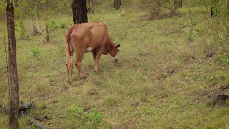 Rinder-Fressen-Gras-Im-Australischen-Busch-Bei-Sanftem-Regen-Und-Sanftem-Licht
