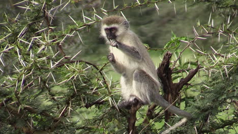 Mono-Verde-Alimentándose-De-Hojas-Y-Espinas-De-Un-árbol-De-Acacia