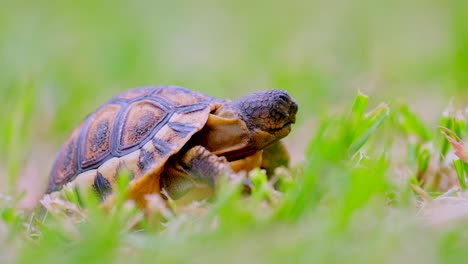 Macro-low-angle-side-view-of-cute-sleepy-baby-angulate-tortoise-on-grass