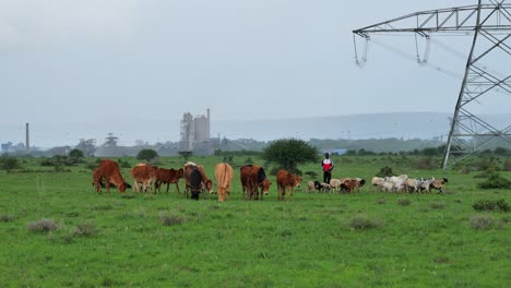 A-black-shepherd-walks-with-his-goats-and-cows-through-a-green-pasture-in-Africa