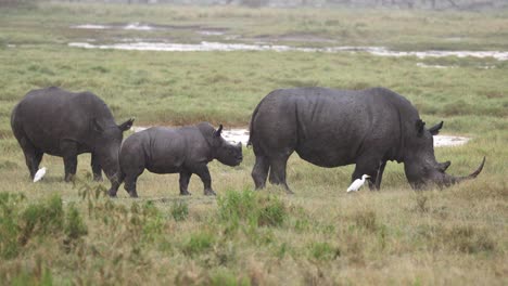 Un-Grupo-De-Rinocerontes-Negros-Pastando-En-El-Parque-Nacional-De-Aberdare,-Kenia,-África