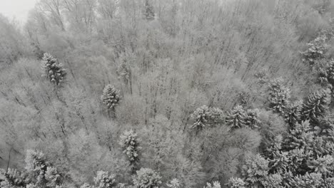 Aerial-view-of-a-forest-in-southern-Germany-during-snowfall