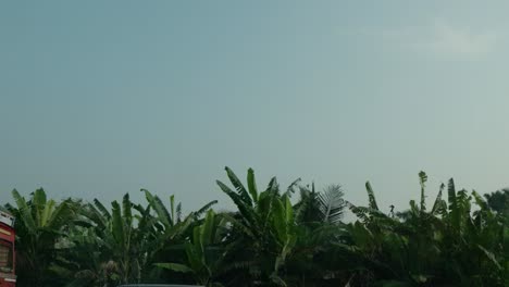 Tropischer-Baumdschungel-In-Indien-Aus-Der-Perspektive-Eines-Autofensters
