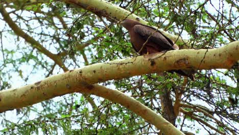 El-águila-Marrón-Frota-Su-Pico-En-La-Rama-De-Un-árbol-De-Fiebre.