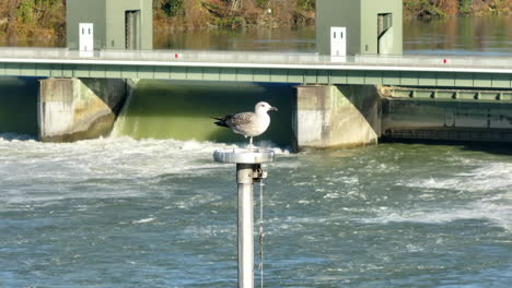 Seagull-sitting-on-flagpole-next-to-hydro-power-plant-barrage