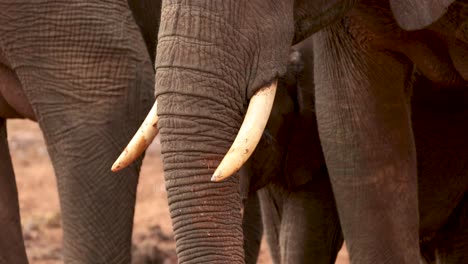Afrikanischer-Buschelefant-Lockt-Den-Rüssel-Bereit-Zum-Füttern
