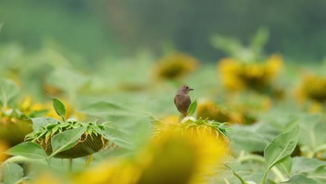 Facing-to-the-right-while-on-a-sunflower-then-looks-to-the-front-quickly,-Pied-Bushchat-Saxicola-caprata,-Thailand