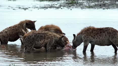 Hyänen-Zerreißen-Ein-Totes-Nilpferd-Im-Wasser