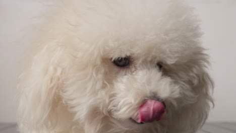 Toy-Poodle,-small-and-intelligent-dog-breed-known-for-lively-personality
