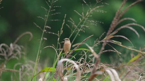 Looking-to-the-left-then-flies-away-as-seen-at-a-grassland,-Amur-Stonechat-or-Stejneger's-Stonechat-Saxicola-stejnegeri,-Thailand