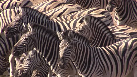 Group-of-Plains-zebra-in-one-row,-drinking