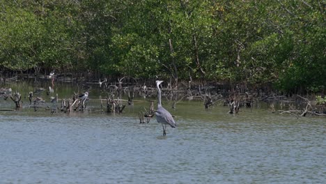 Facing-to-the-left-at-a-mangrove-forest-then-turns-its-head-to-fly-away,-Grey-Heron-Ardea-cinerea,-Thailand