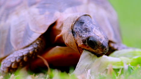 Angulate-tortoise-eating-piece-of-lettuce-on-grass,-low-angle-frontal-close-up