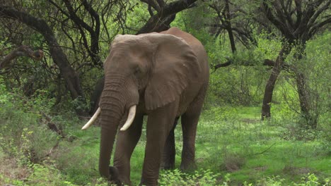 Ein-Elefantenbulle-Geht-Mit-Den-Ohren-Flatternd-Auf-Die-Kamera-Zu