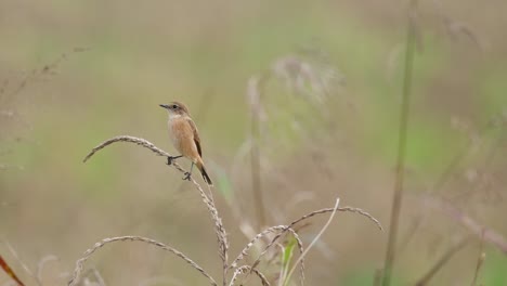 Camera-zooms-out-while-facing-to-the-left-as-seen-on-a-grass,-Amur-Stonechat-or-Stejneger's-Stonechat-Saxicola-stejnegeri,-Thailand