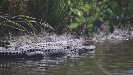 Alligator-laying-in-shallow-water-with-slight-breeze
