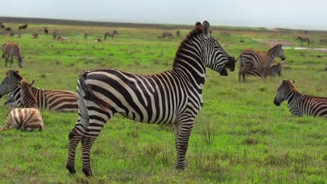 Zebra-Steht-In-Einem-Gehege